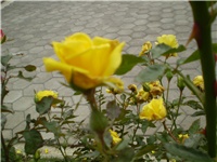 493b08e0-Picture 781.jpg